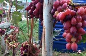 Советы от виноградаря на 4 тонны винограда