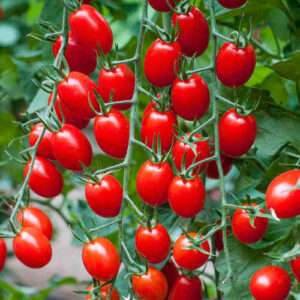 Как вырастить собственные помидоры