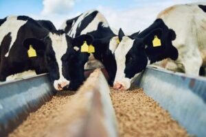 Для чего используют кормовые добавки для животных?