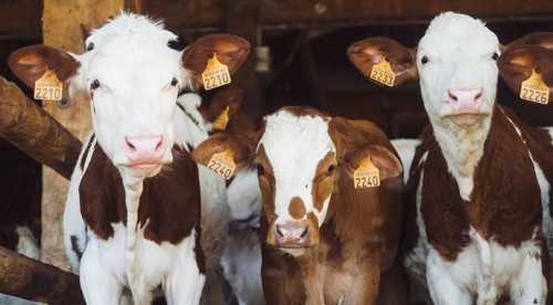 Скорочення поголів’я корів в Україні сповільнюється