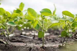 Ефективні засоби захисту рослин - ключ до успішного врожаю