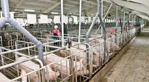 Половина свиногосподарств відчуває дефіцит кадрів