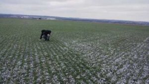 Пшениця на Кіровоградщині – збиткова культура