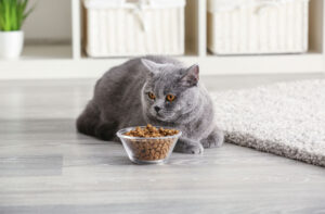 Забота о здоровье кошки: все, что нужно знать о выборе корма