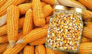 Аграрії очікують подальшого зростання закупівельних цін на кукурудзу