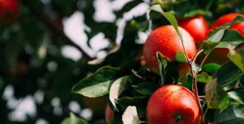 Ірак вийшов на четверте місце серед покупців українських яблук