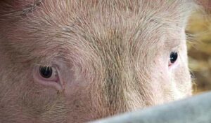 Передвеликодньої активності на ринку свинини наразі не спостерігається