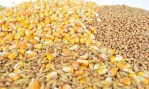 В Україні зменшуються залишки кукурудзи та пшениці
