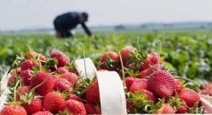 Війна в Україні: через мобілізацію в Польщі нікому збирати полуницю