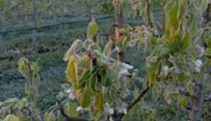Весняні заморозки: садівники повідомляють про можливі втрати врожаю