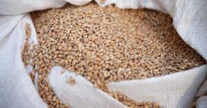 На ринках Африки та Близького Сходу російська пшениця витісняє європейську