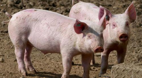 На ринку свинини очікується подальше підвищення цін