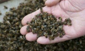 Посівна – сезон підвищеної небезпеки для бджіл