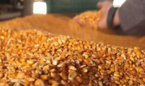 USAID AГРО опублікував перелік отримувачів насіння кукурудзи