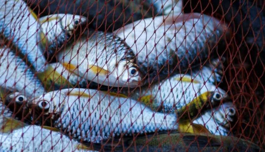 Производство продукции аквакультуры в Украине выросло почти на 22%