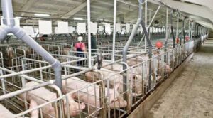 Еще 4 свинокомплекса появилось в Украине