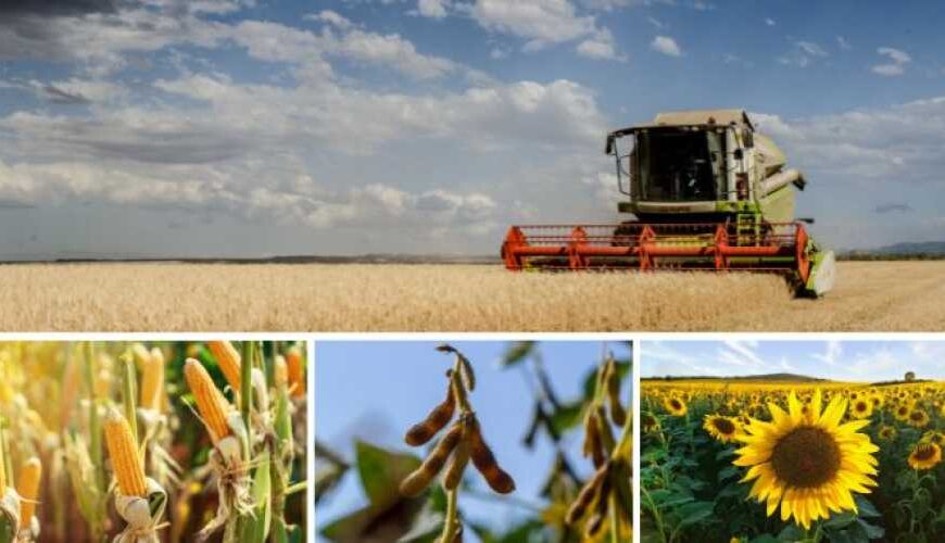 Погода может повлиять на урожайность всех культур