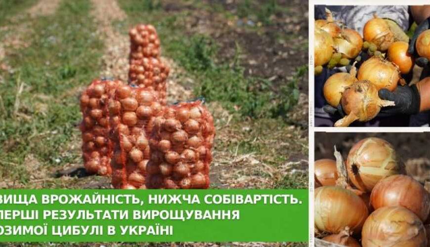 В Одесской области собрали первый урожай озимого лука корейского сорта