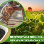 Перспективы масличных культур: угрожают ли сое и рапсу искусственные ограничения