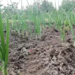 Чому цибуля гниє при зберіганні: помилка при збиранні, яке роблять 90% дачників