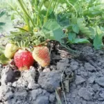 Не садіть ці культури поруч: вони ворогують як кішка із собакою, і врожай вас розчарує