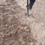 Секрет трьох урожаїв з однієї грядки: городникам пояснили, яку помилку робить майже кожен городник