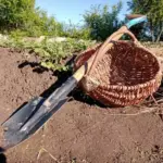 Що буде, якщо не перекопувати грядки: дивовижні результати експерименту, що триває 10 років