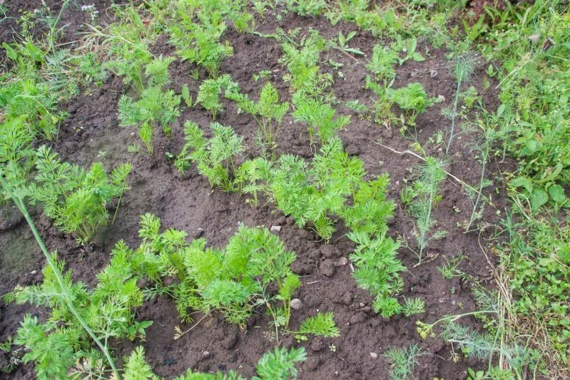 Що посадити під зиму, окрім часнику: урожайні культури для ранньої весни Грядка