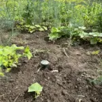 Навіщо потрібно робити «гарячі» грядки восени: який процес зігріє коріння рослин навесні без добрив