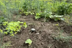 Навіщо потрібно робити «гарячі» грядки восени: який процес зігріє коріння рослин навесні без добрив