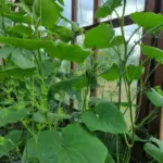 Як змусити несолодкі огірки стати солодкими: простий агроприйом для дачників і не лише