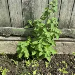 Що посадити в тіні паркану, де нічого не росте: список культур, які дадуть урожай без прямого сонця