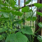 Чому дощові черв'яки — не завжди добро: як їх надлишок у парнику шкодить корінням огірків