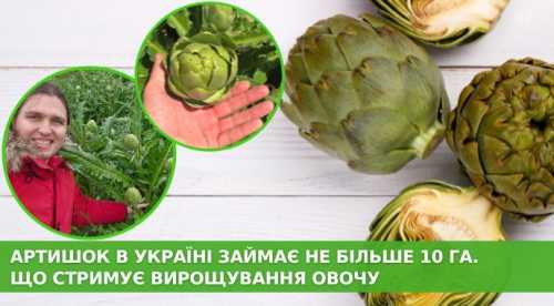 Артишок в Україні займає не більше 10 га