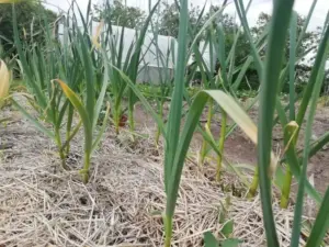 Чому ваш часник гниє у землі: причина, яку ви не можете виявити до весни