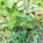 Як змусити суницю плодоносити все літо: потрібно лише вчасно обірвати це