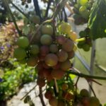 Чому виноград лопається прямо на кущі: і як зупинити цей безлад