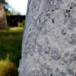 Навіщо фарбувати стовбури дерев у синій колір: нова садова мода чи боротьба зі шкідниками