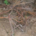 Чому коріння дерева вилазить на поверхню: тривожний знак, який не можна ігнорувати