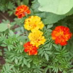 Навіщо треба садити чорнобривці після збирання врожаю: вони роблять із землею те, що не під силу добривам