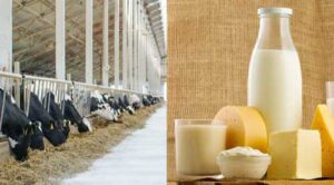 Відключення світла ускладнили ситуацію для молочної промисловості України.