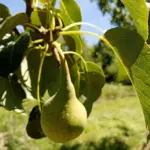 Що таке кільцювання гілок і навіщо його застосовують до груші для прискорення плодоношення: ризикований метод