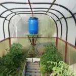 Чому в теплицю завжди ставили бочку з водою: причина не лише у поливі