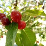 Чому вишня цвіте, а ягід немає: який дефіцит у ґрунті викликає пустоцвіт