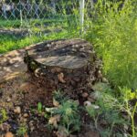 Як позбутися мурах на ділянці назавжди: вилийте цей засіб, і вони підуть за годину