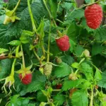 Навіщо саджати пижму поряд з малиною: комаха-охоронець, яка працює краще за отруту