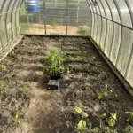 Як зробити теплу грядку своїми руками за один день: інструкція, з якою впорається навіть новачок