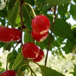 Як обрізати вишню, щоб вона не хворіла: метод, який подвоює врожайність