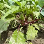 Як звичайна сіль може врятувати ваш урожай буряків: полив, який творить дива