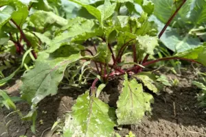 Як звичайна сіль може врятувати ваш урожай буряків: полив, який творить дива